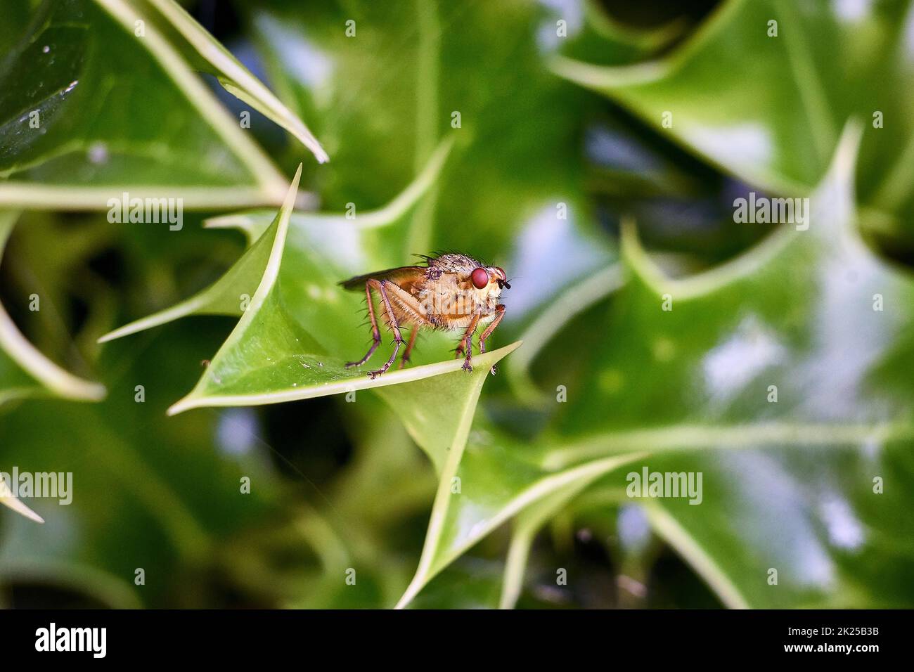 Golden Dung Fly, Norvegia Foto Stock