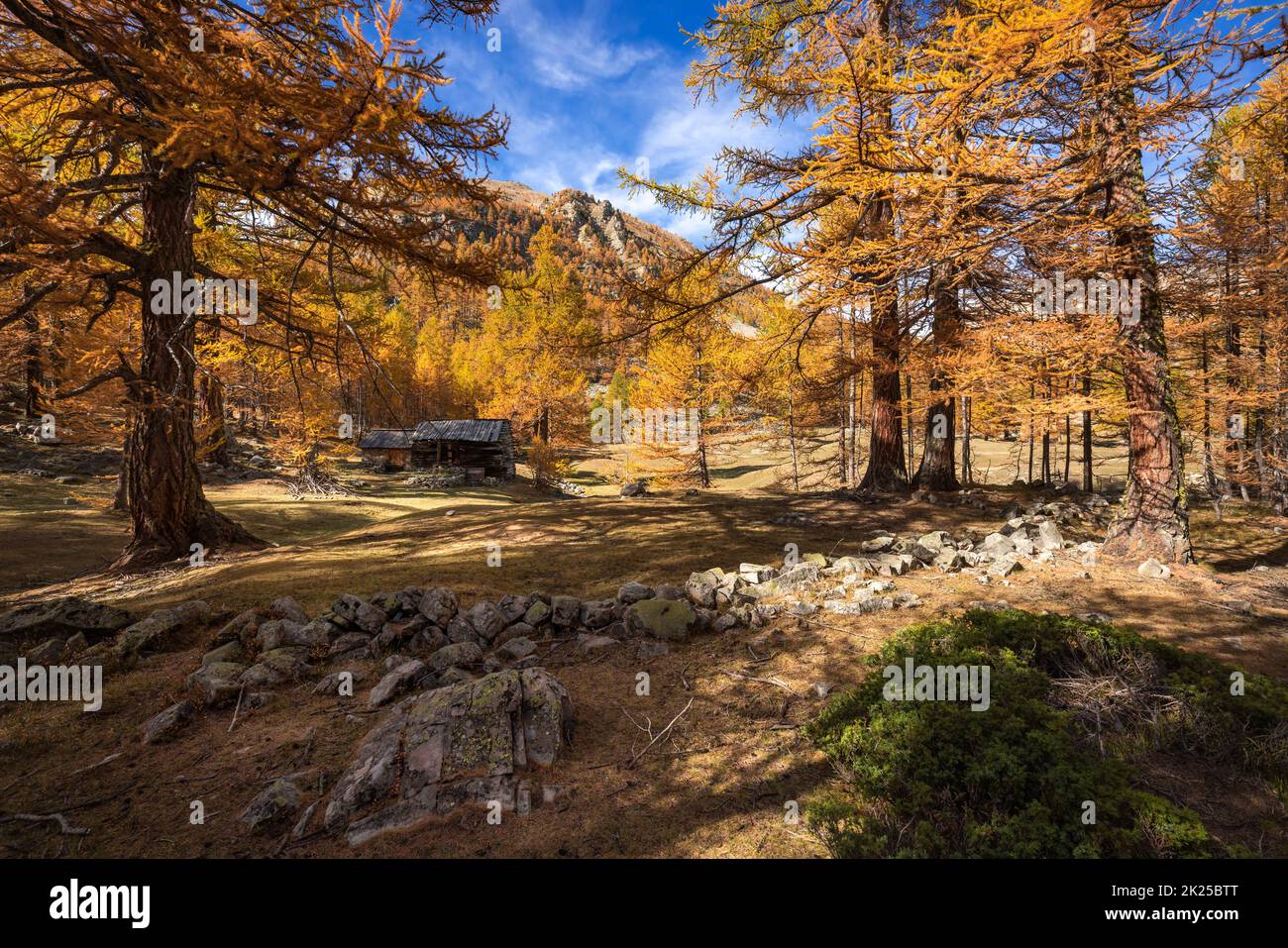 Alberi di larice nei colori autunnali nel Parco Nazionale del Mercantour. Vallon de la Braisse, Alpi Marittime, Alpi, Francia Foto Stock