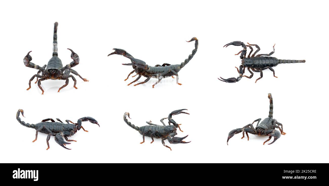 Gruppo di scorpione imperatore (Pandinus imperator) isolato su sfondo bianco. Insetto. Animale. Foto Stock