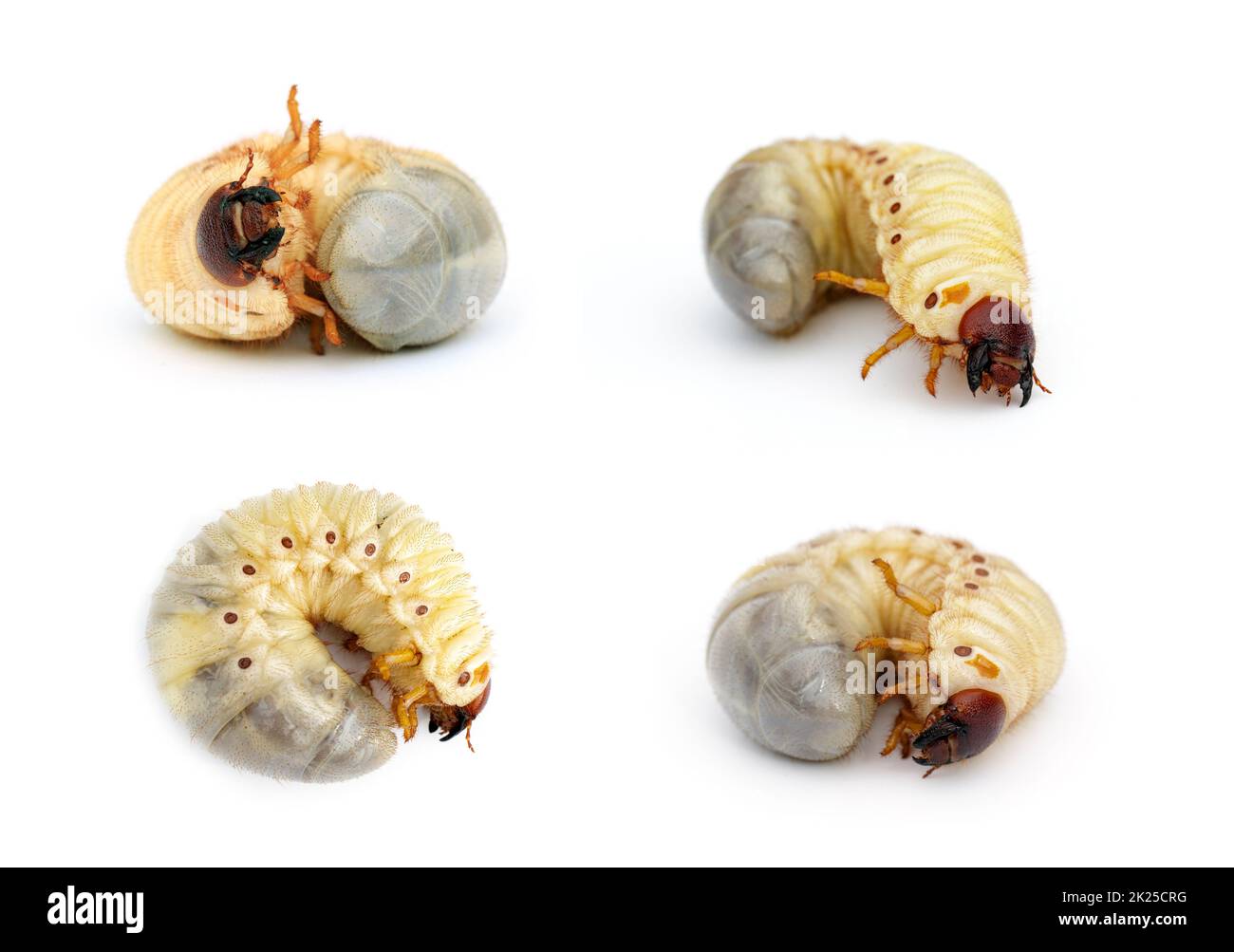 Gruppo di vermi grub, coleottero di rinoceronte di cocco (rinoceronte di Oryctes), Larva su sfondo bianco. Bug. Animali. Foto Stock
