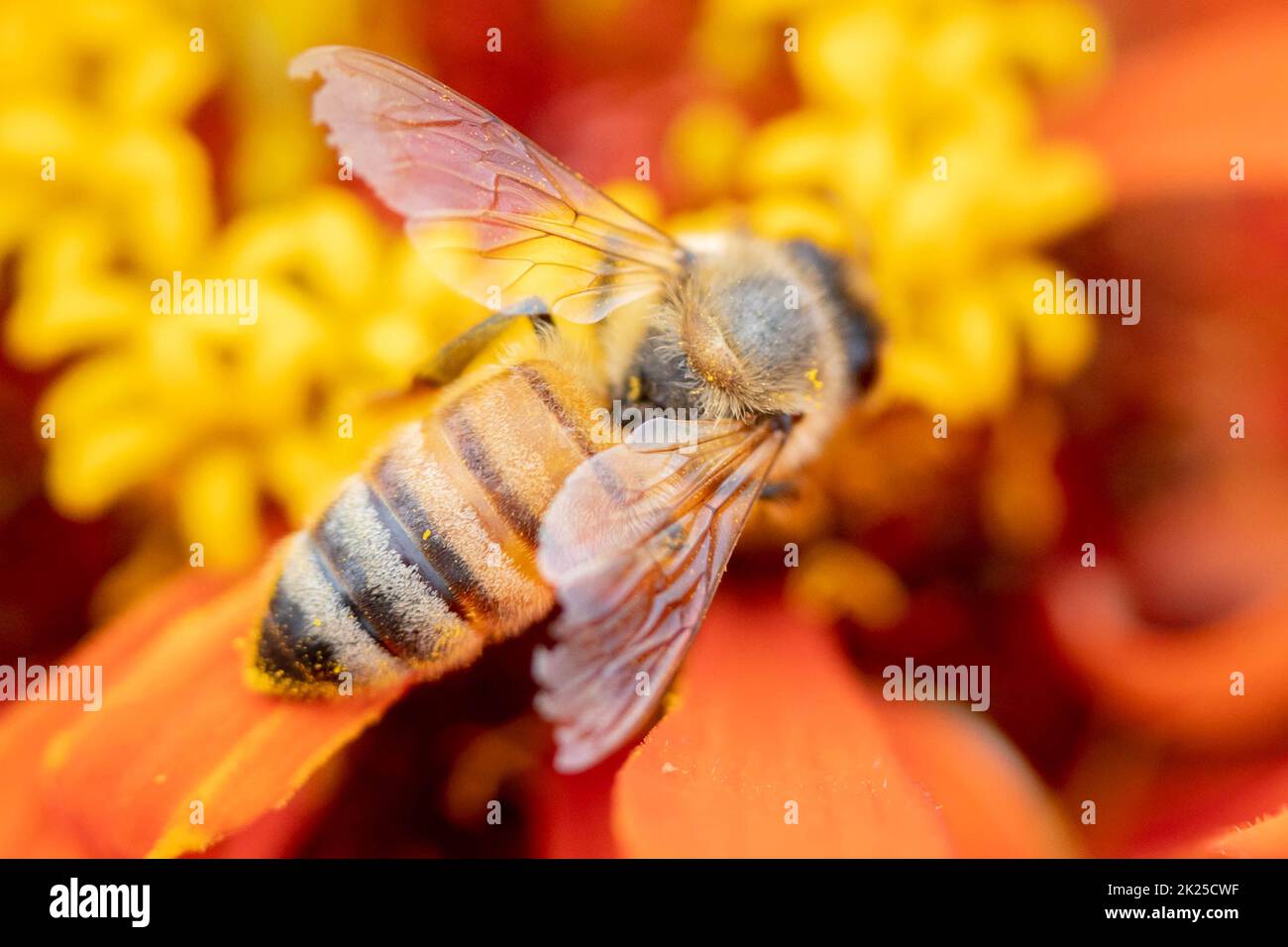 Primo piano ape miele raccolta nettare su arancio zinnia fiore macro Foto Stock