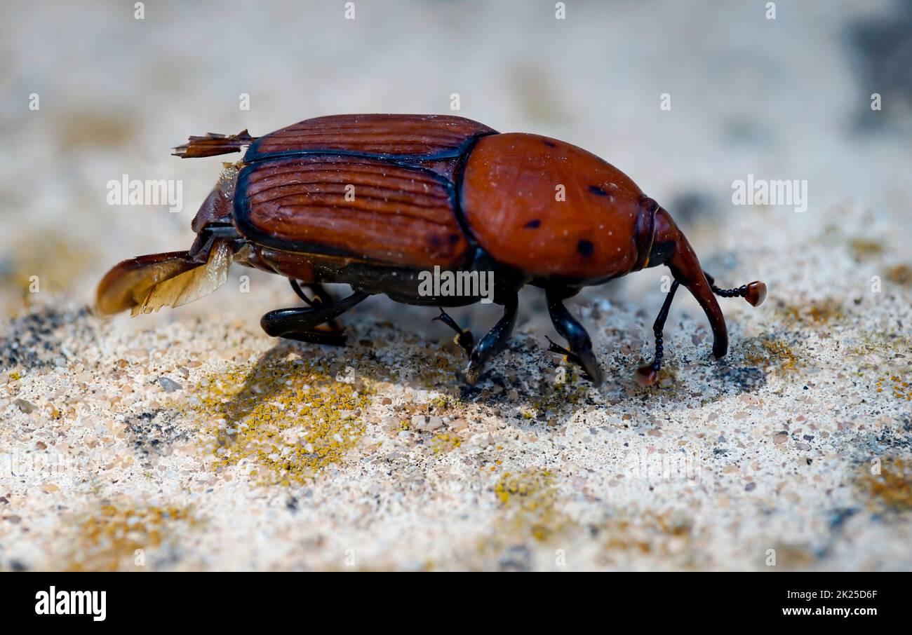 Primo piano di un dolce di palma rossa, Rhynchophorus ferrugineus Foto Stock