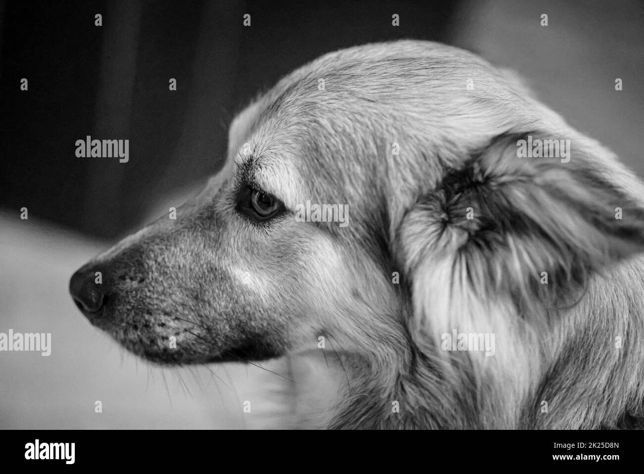 Primo piano, un ritratto di un cane, testa di un cane. Foto Stock