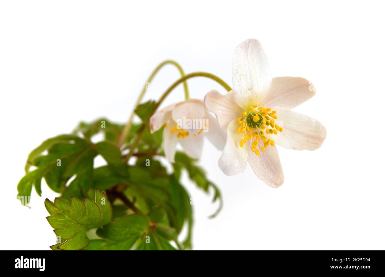 fioritura anamone di legno selvatico Foto Stock