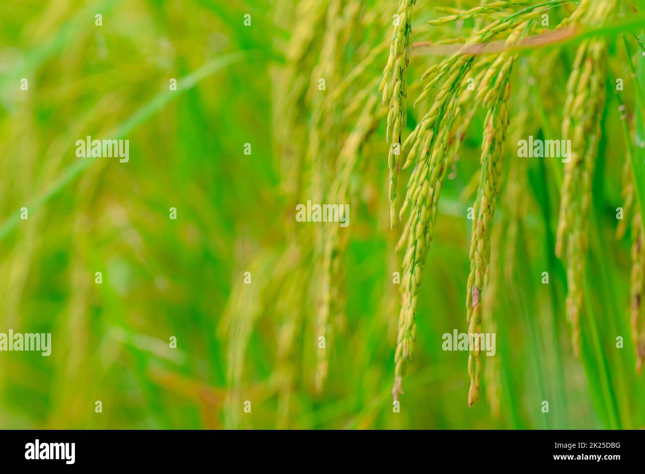 Focalizzazione selettiva sull'orecchio di riso. Campo di risone verde. Piantagione di riso. Azienda agricola biologica di riso in Asia. Prezzo del riso nel concetto del mercato mondiale. Bella natura di terreno agricolo. Campo di risone. Coltivazione di piante. Foto Stock