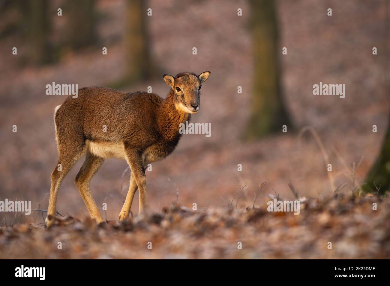 Mouflon femmina che cammina nella foresta in autunno luce del sole Foto Stock