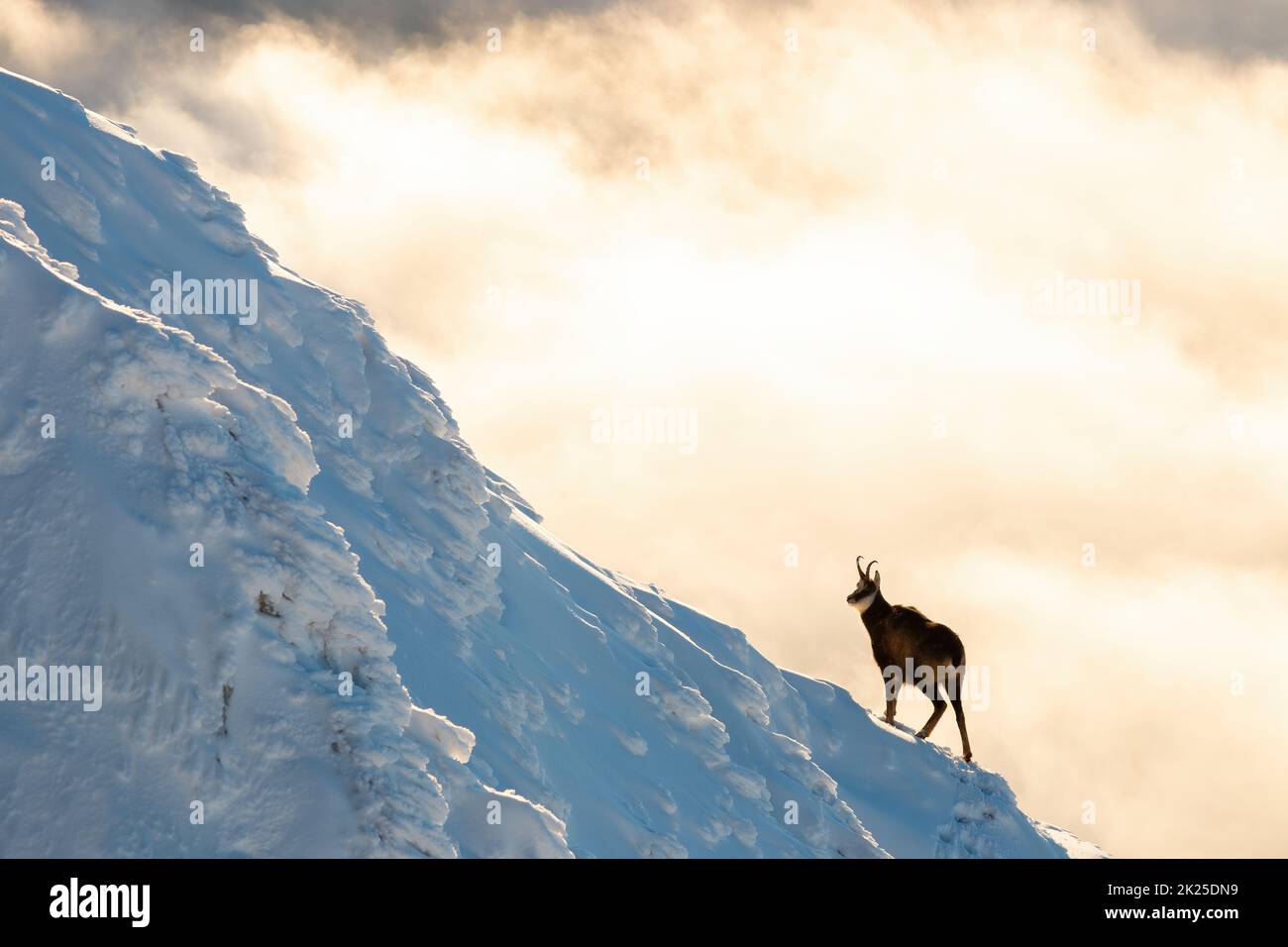 camoscio tatra in movimento sul fianco della montagna in scenario invernale Foto Stock