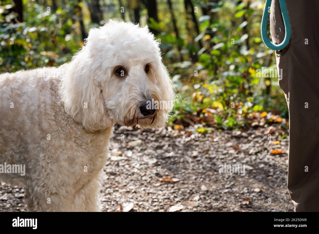 Doodle cane ritratto Foto Stock