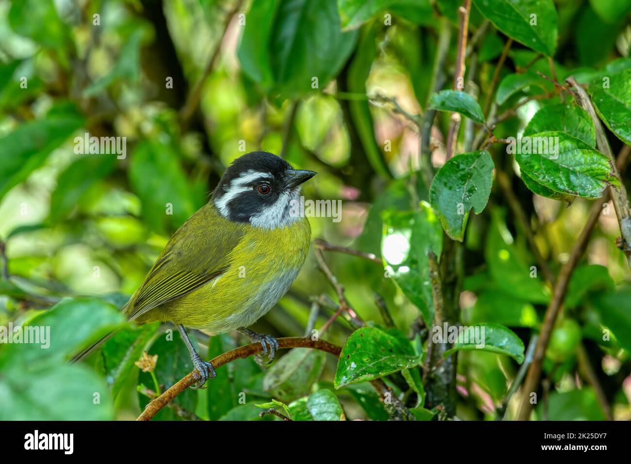 Tanager bush con tetto di sooty (Chlorospingus pileatus) San Gerardo de Dota, Costa Rica. Foto Stock