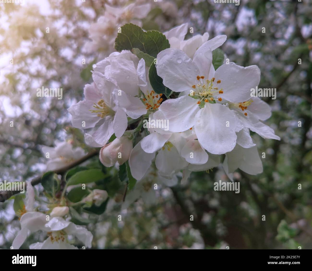 I rami di alberi di mele, abbondantemente coperti con fiori di colore bianco. Foto Stock