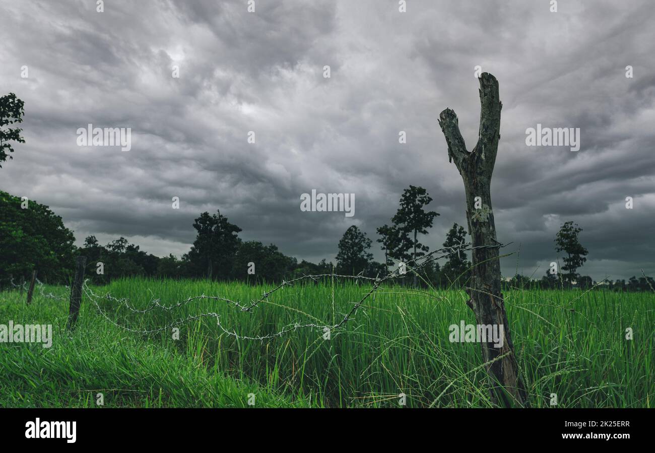 Risaia verde con recinzione in filo spinato e palo di legno con cielo tempestoso. Azienda agricola di riso in Asia. Campo di risone verde. Paesaggio di fattoria agricola. Area agricola. Fattoria di riso in stagione piovosa. Foto Stock