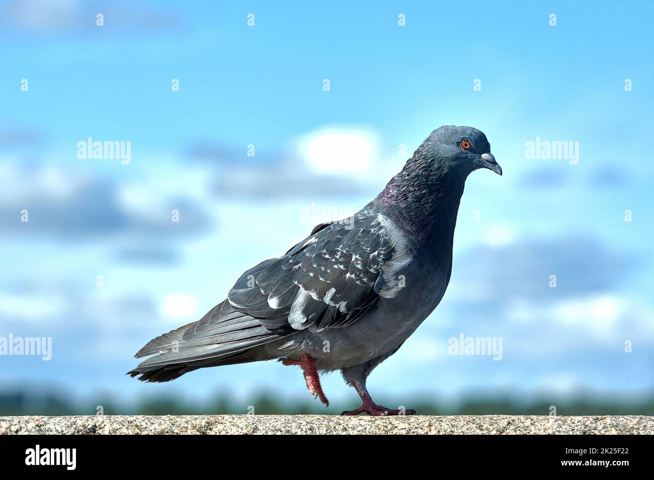 Pigeon su una roccia contro un cielo blu Foto Stock