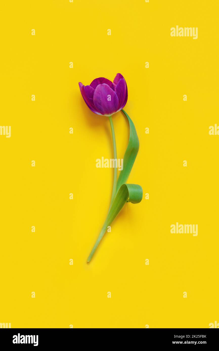 Tulipano viola su sfondo giallo vista dall'alto con spazio di copia Foto Stock