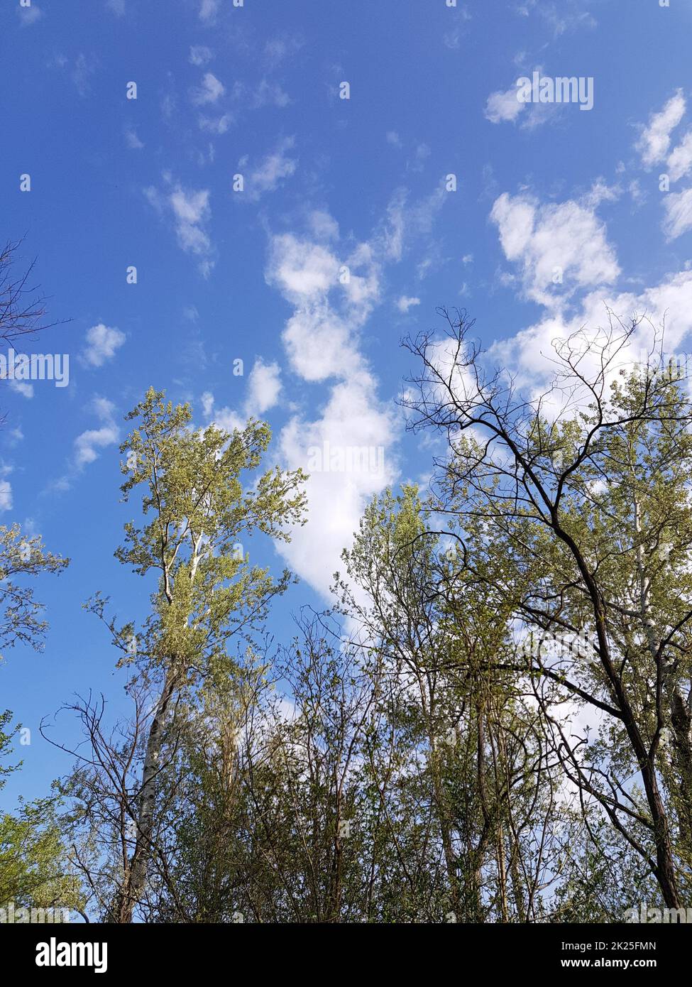 Foto ad angolo basso di splendidi alberi in una foresta sotto un cielo nuvoloso Foto Stock