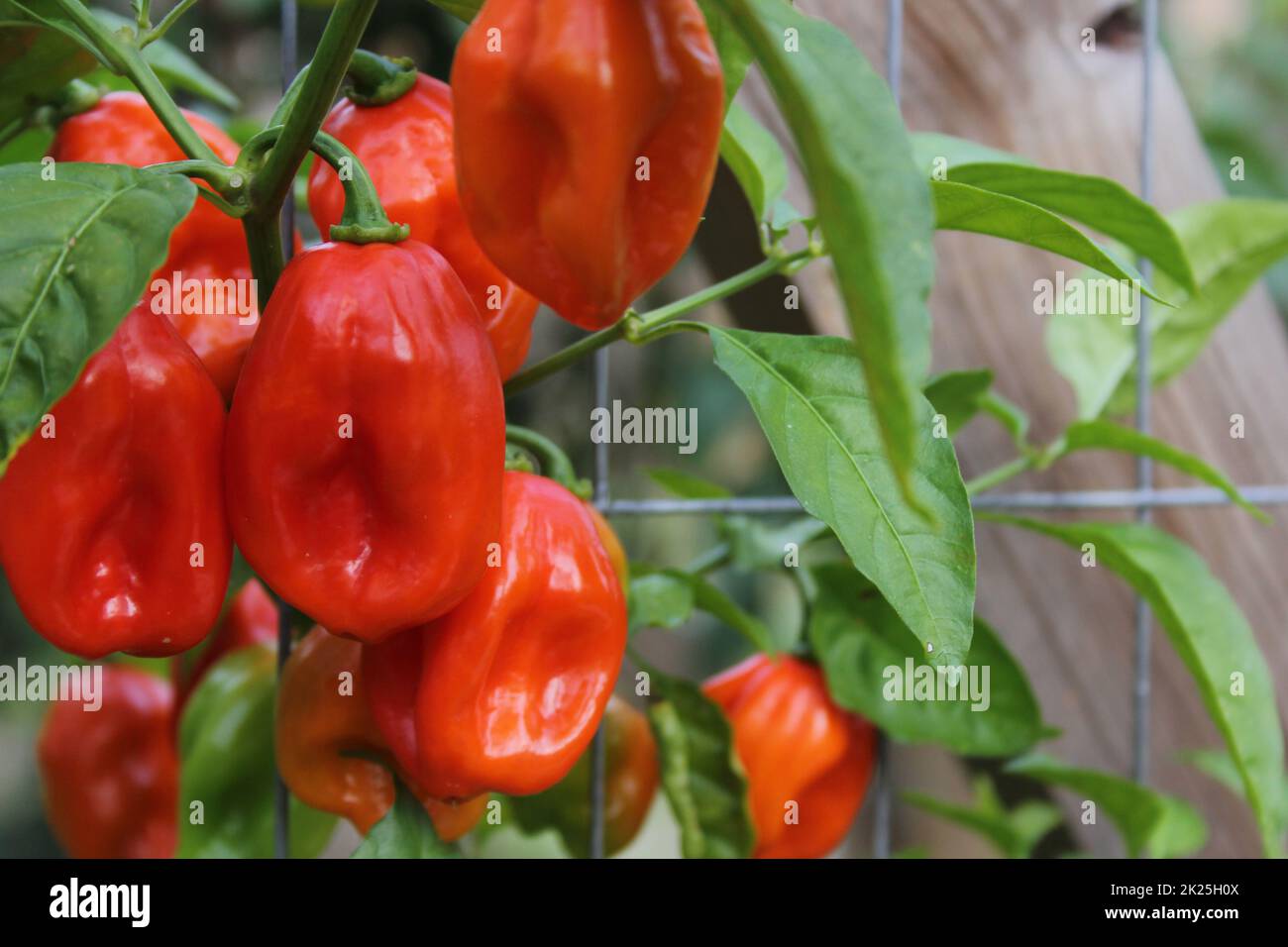 Peperoni maturi di Habanero che crescono in Giardino biologico Foto Stock