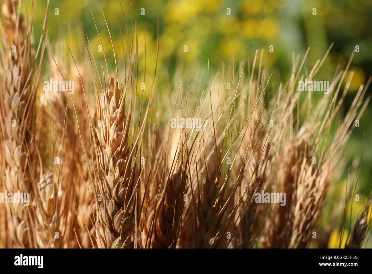 Gambi di grano secco con campo di Canola giallo sfocato sullo sfondo Foto Stock