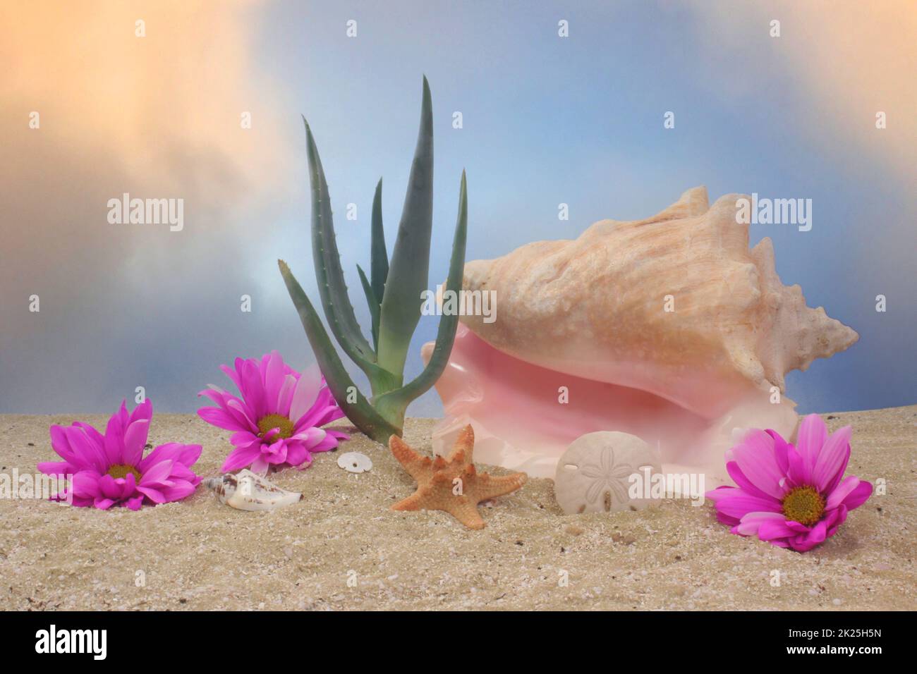Pianta di aloe con conchiglie e fiori di mare in sabbia con cielo blu Foto Stock