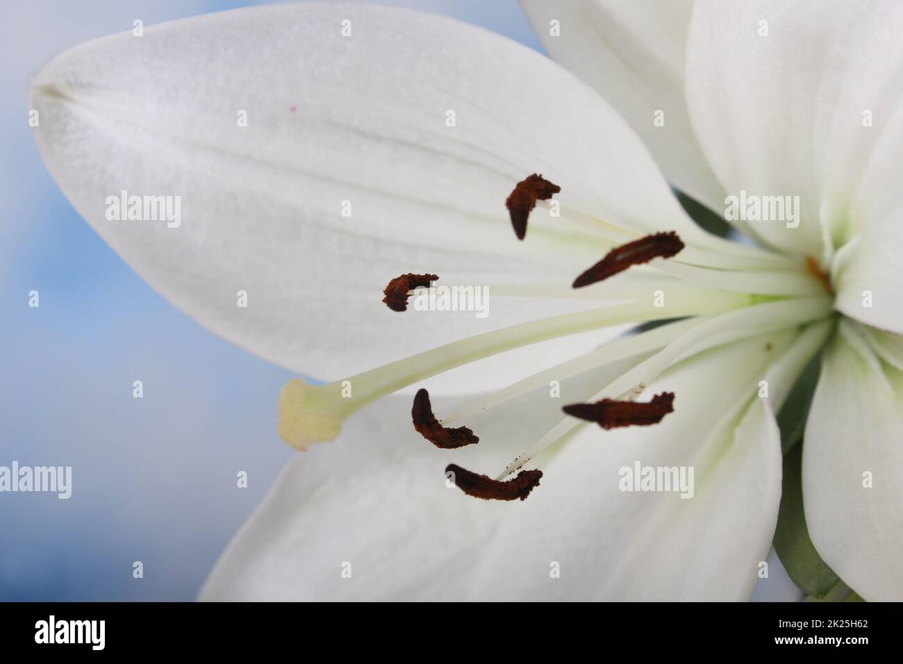 Bianco di Pasqua Lily Closeup su blu basso DOF Foto Stock