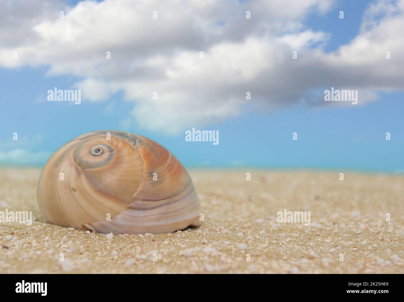 Conchiglia di mare sulla sabbia con sfondo di cielo blu Foto Stock