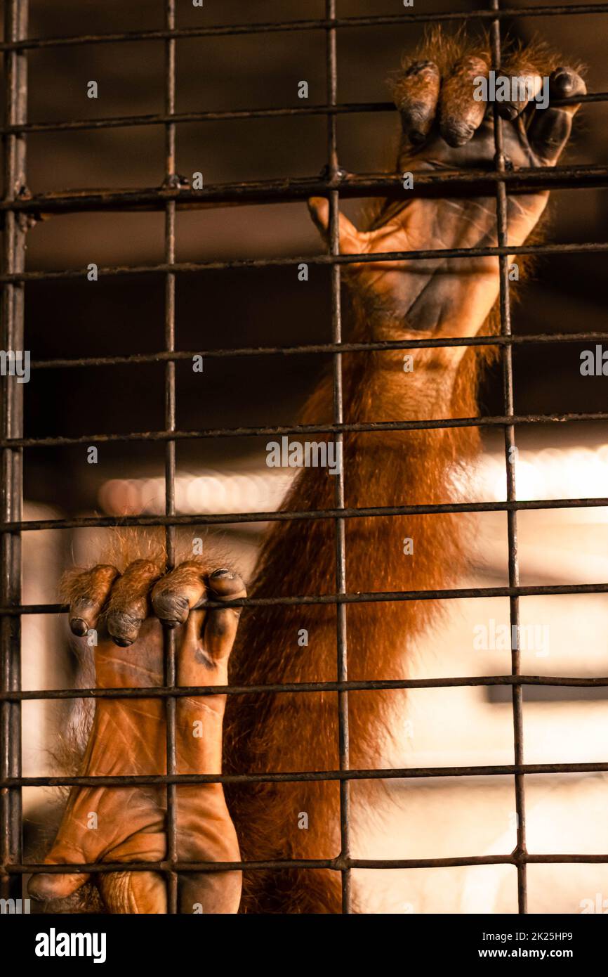 Scimmia tenere gabbia in cerca di indipendenza libertà. Animale mano cattura gabbia astratta pericolo vita animale crudeltà. Foto Stock