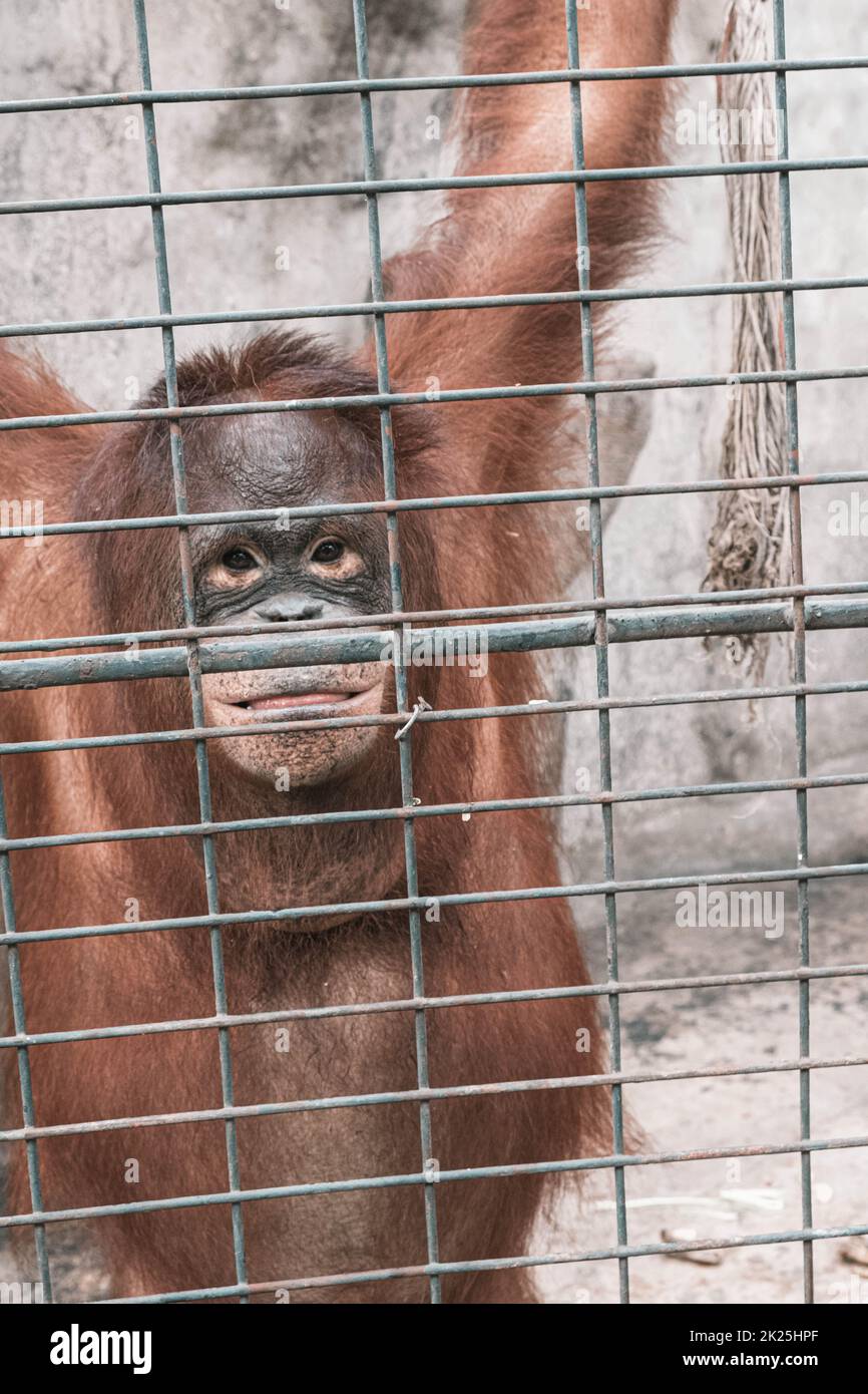 una scimmia che sente solitudine e tristezza dietro la prigione. gli occhi di una scimmia come risultato di essere messo in una gabbia nello zoo Foto Stock