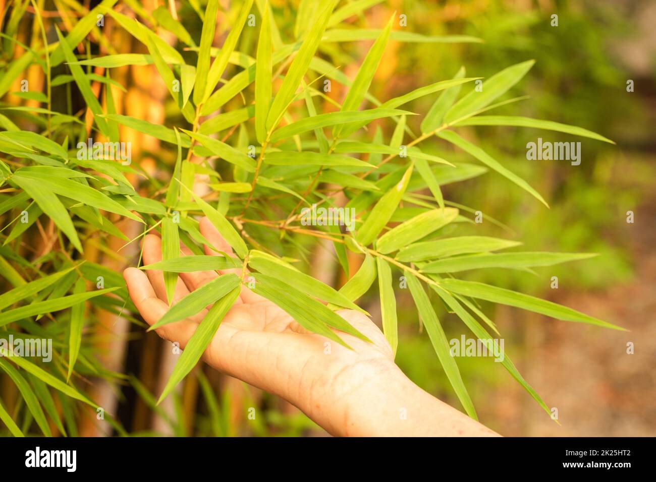 Donna mano che tocca foglie di bambù in mattina luce solare natura backgruound. Foto Stock