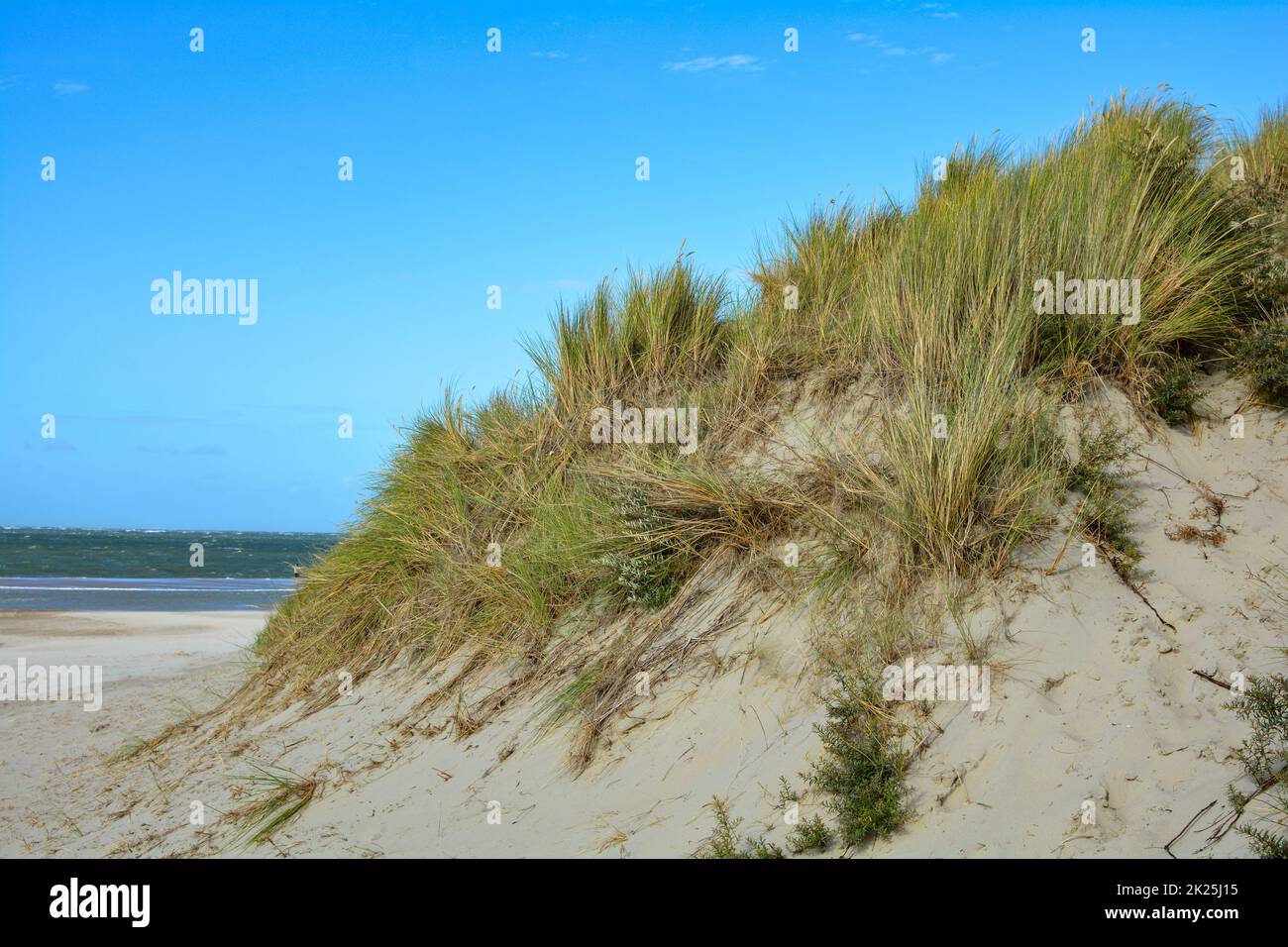 Le dune di sabbia con erba spiaggia sul Mare del Nord Foto Stock