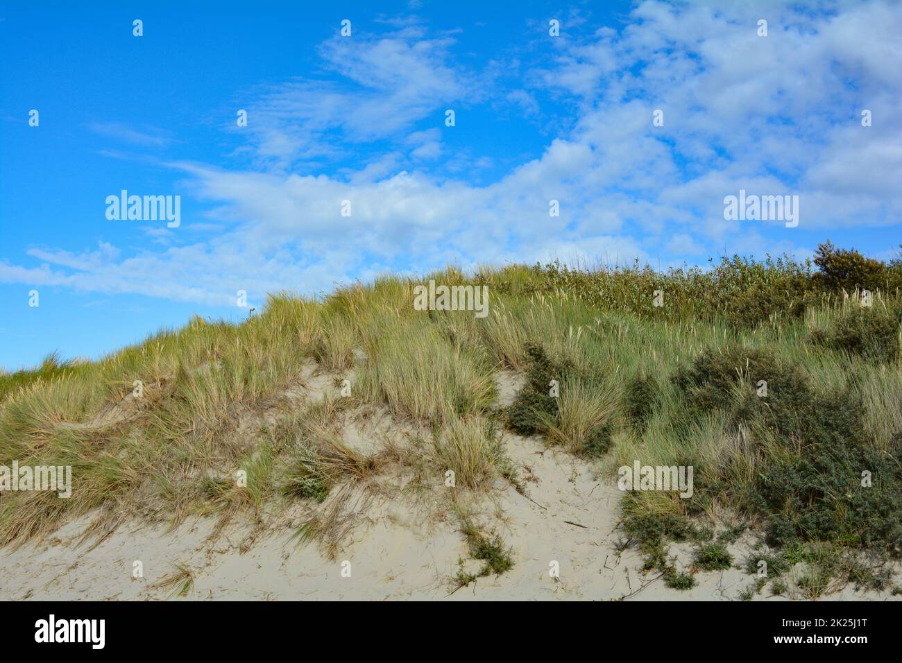 Dune di sabbia con erba sulla spiaggia sul Mare del Nord con cielo blu Foto Stock