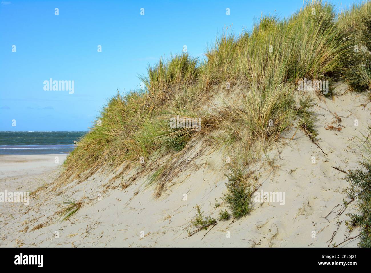 Dune di sabbia con erba da spiaggia Foto Stock