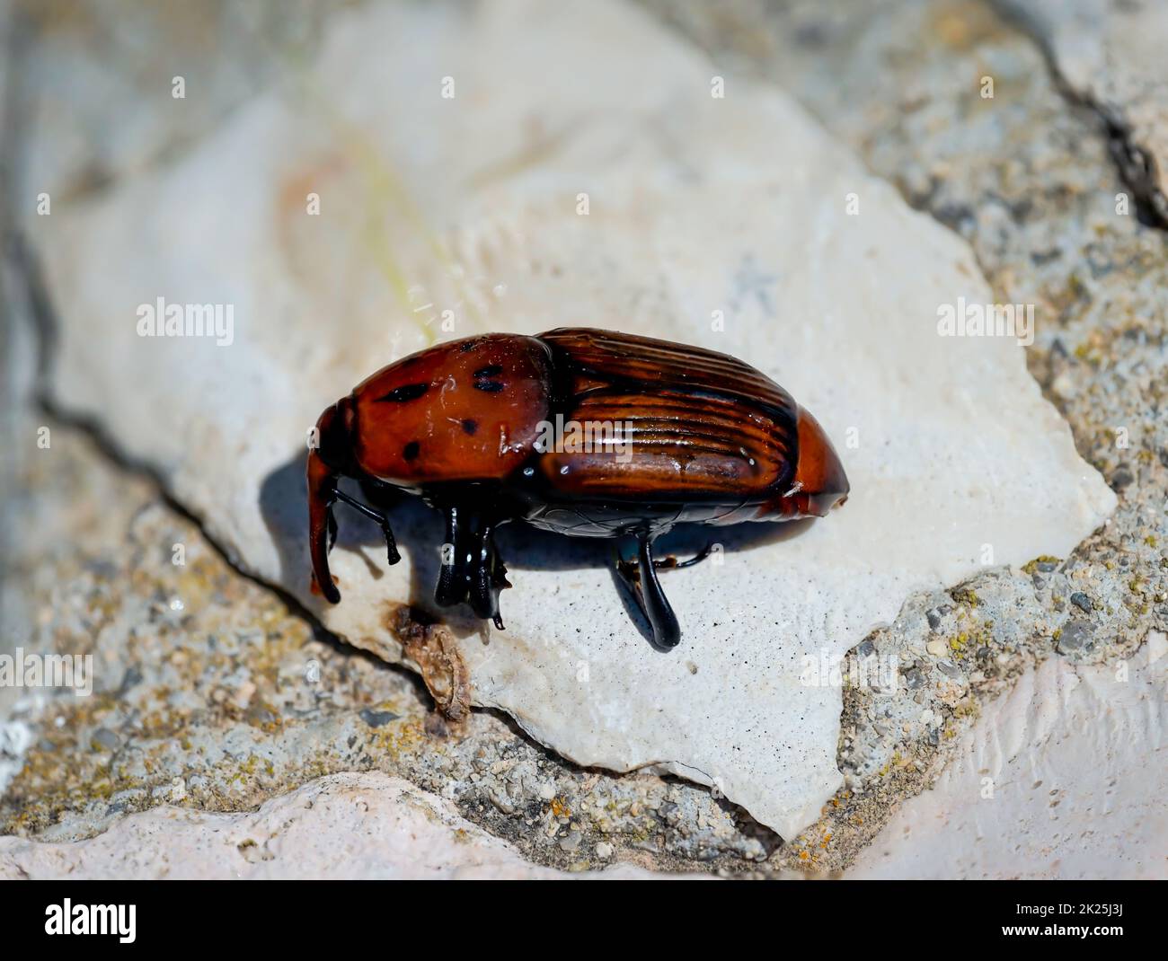 Primo piano di un dolce di palma rossa, Rhynchophorus ferrugineus. Foto Stock