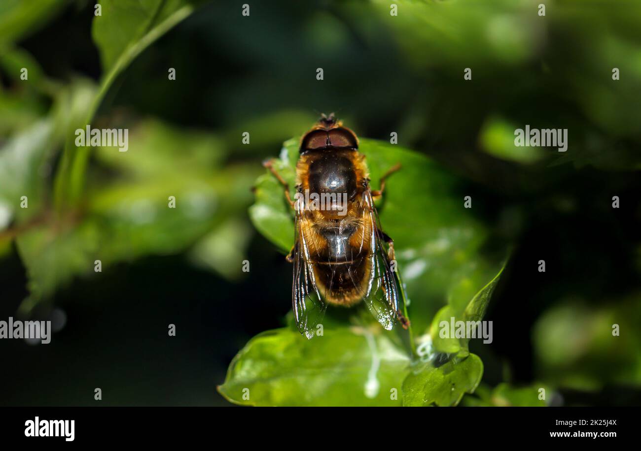 Primo piano di un'ape seduta su una foglia di una pianta. Foto Stock