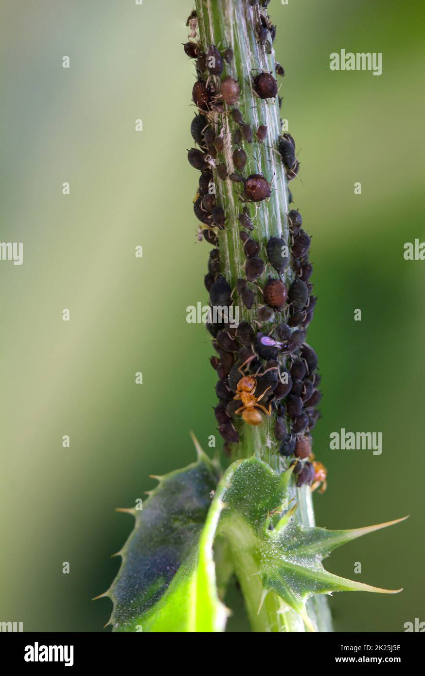 Un sacco di afidi scuri su una pianta di cardo e una formica che vuole latte. Foto Stock