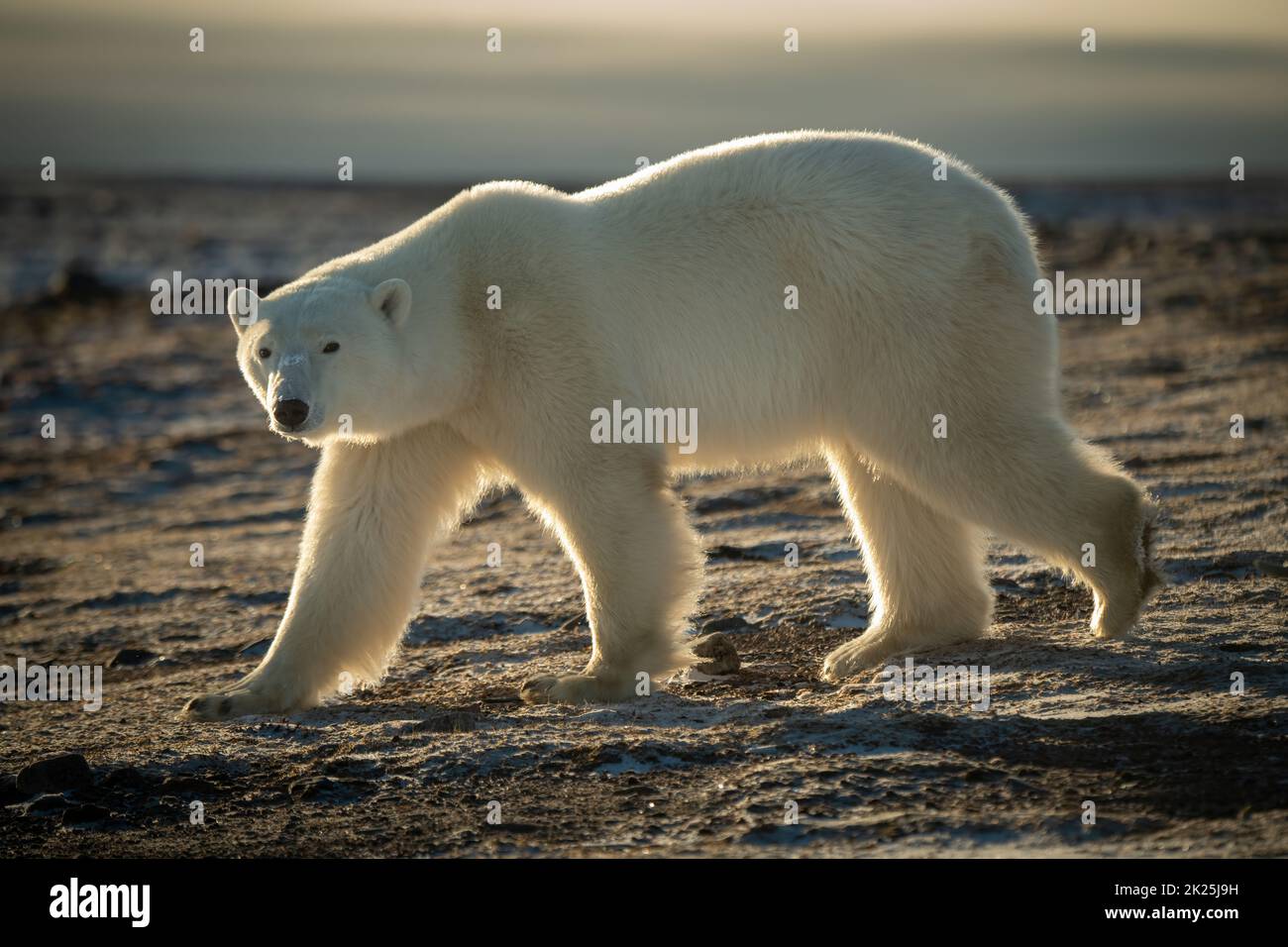 Orso polare retroilluminato che cammina attraverso la tundra rocciosa Foto Stock