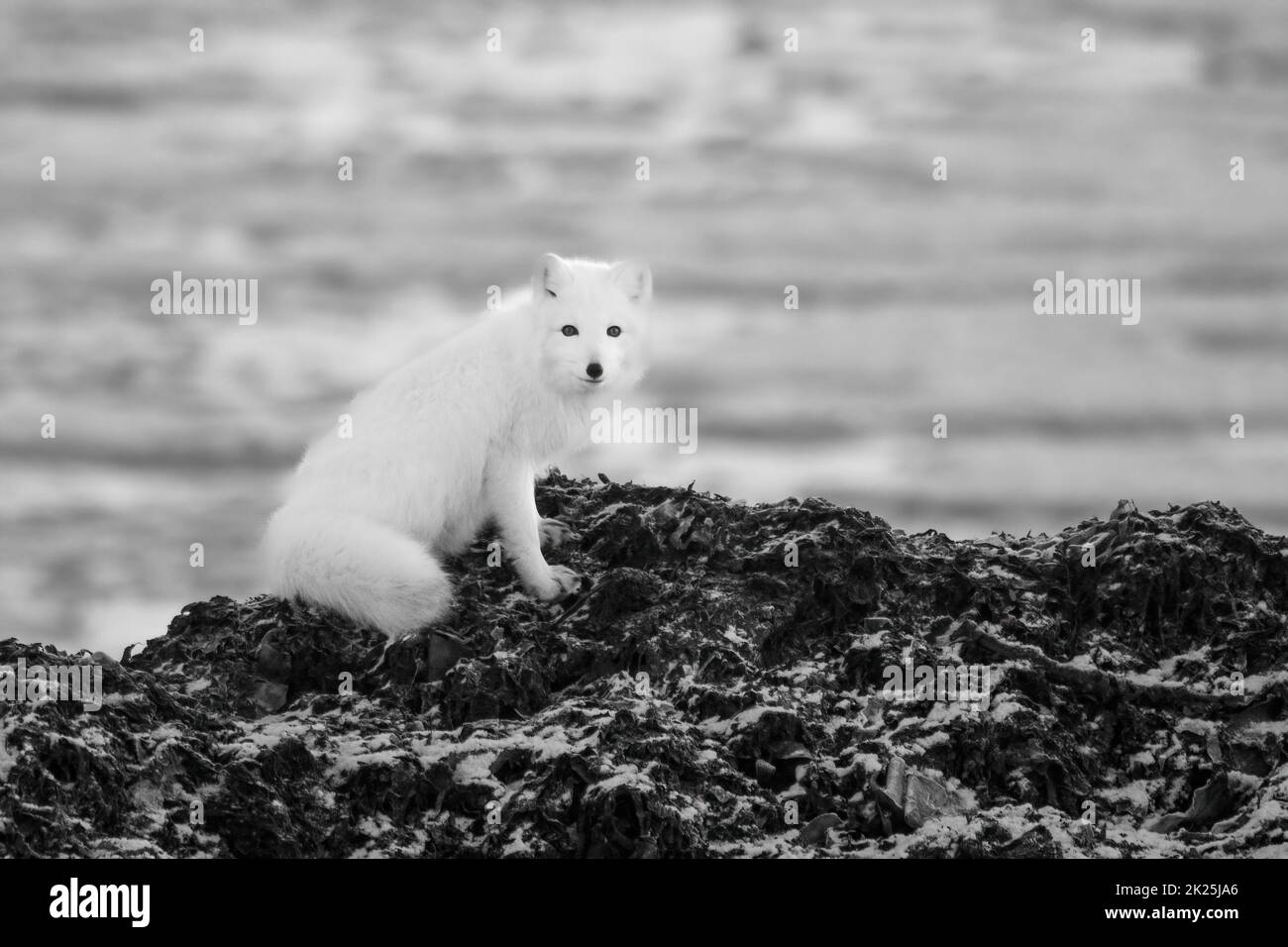 Fotocamera mono Arctic Fox on Rocks eyeing Foto Stock