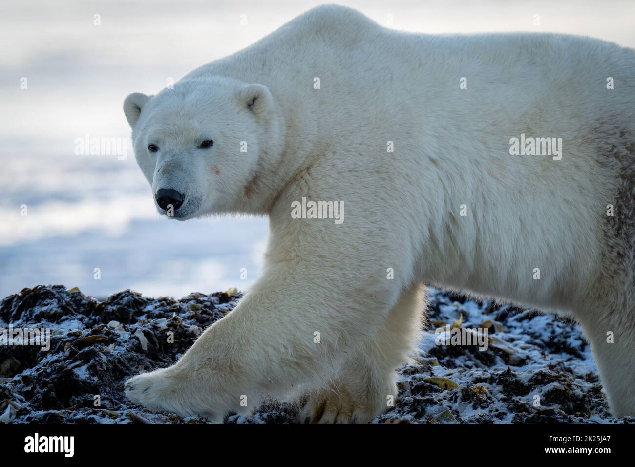 Primo piano dell'orso polare che cammina attraverso le rocce Foto Stock