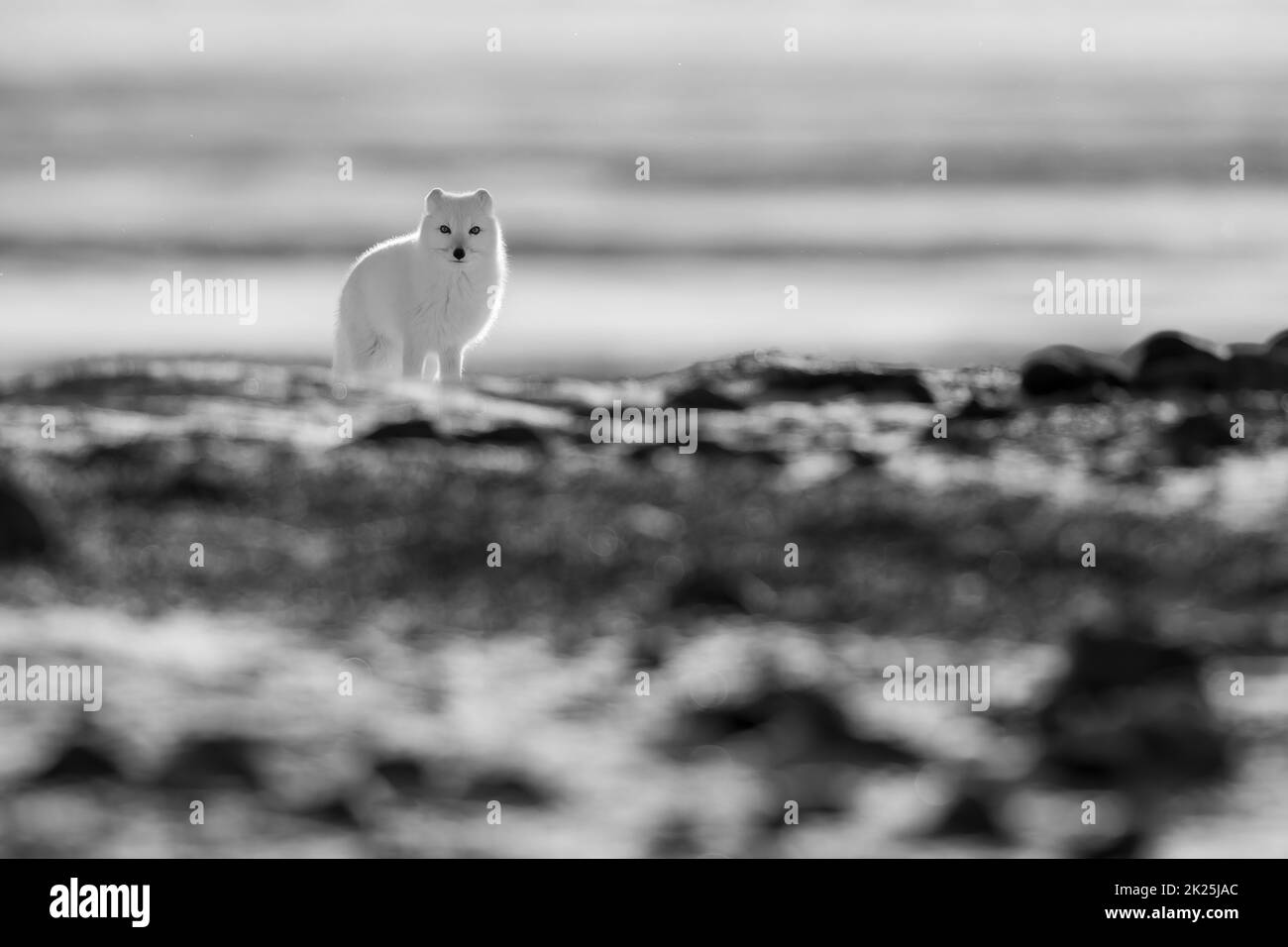 Volpe artica mono su telecamera tundra eyeing Foto Stock