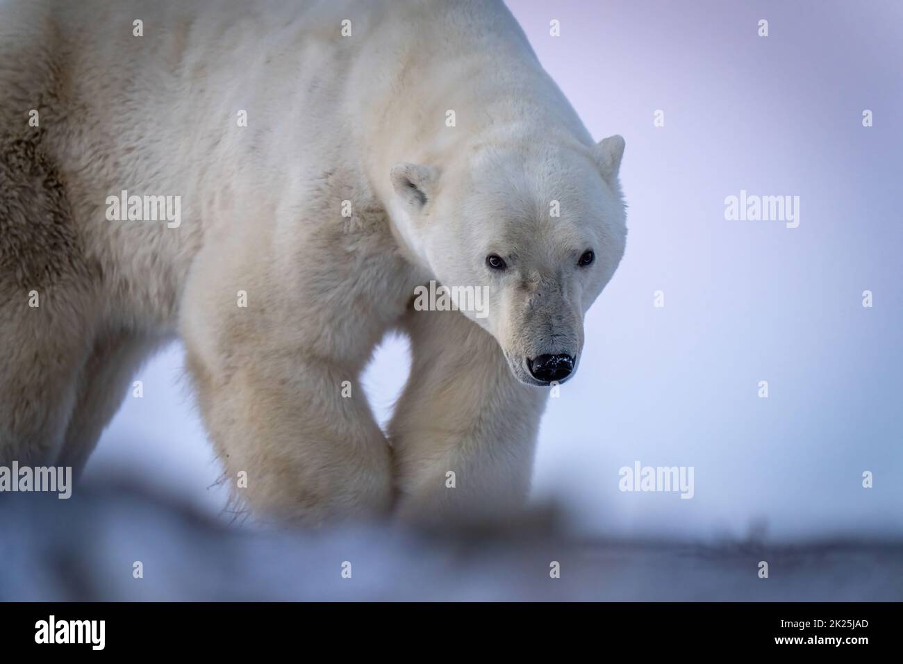 Primo piano dell'orso polare che cammina attraverso la tundra Foto Stock