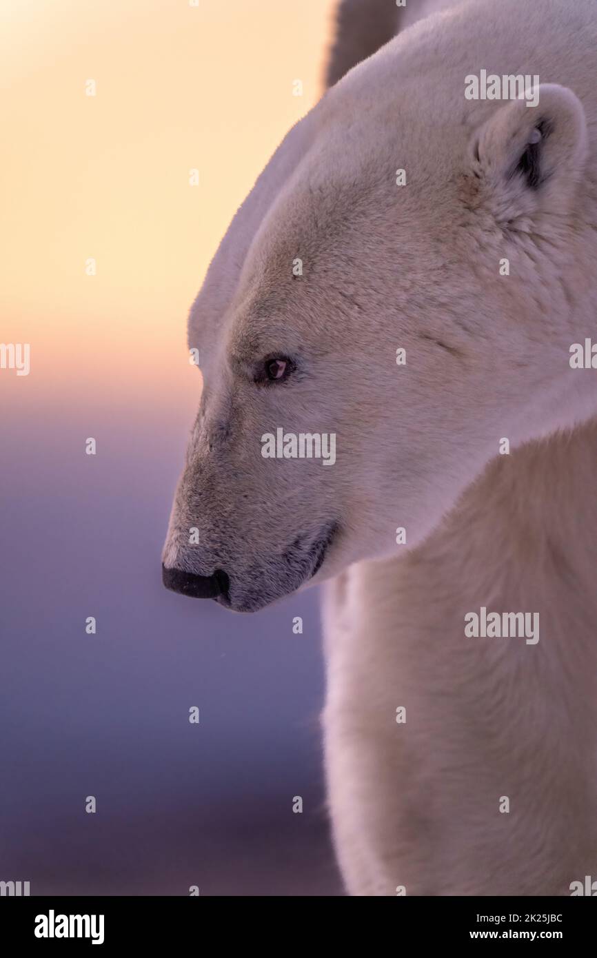 Primo piano dell'orso polare maschile che guarda avanti Foto Stock