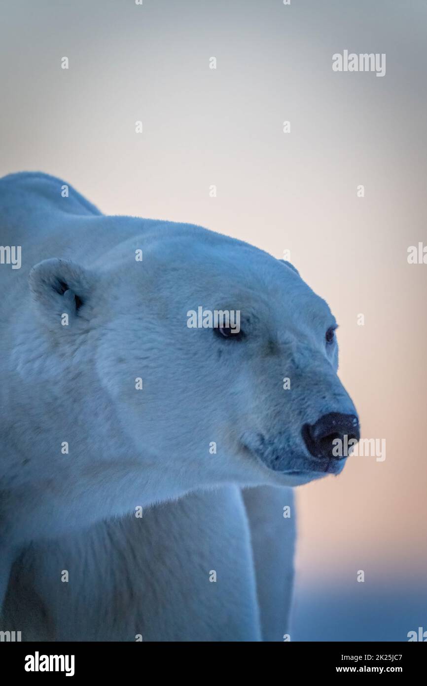 Primo piano della testa e delle spalle dell'orso polare Foto Stock