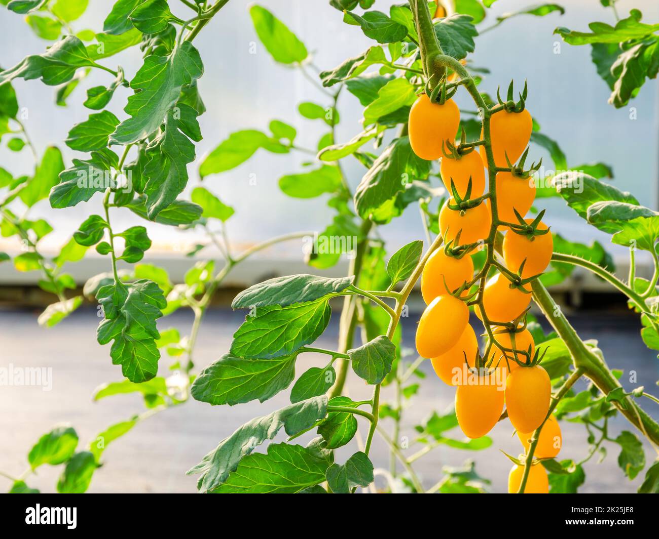 Piante di pomodoro a ciliegia matura gialla che crescono in giardino biologico. Foto Stock