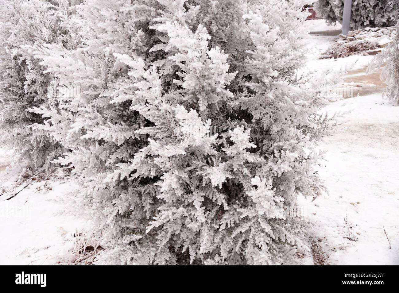 Ramo ghiacciato dell'albero di thuja nel parco della città Foto Stock