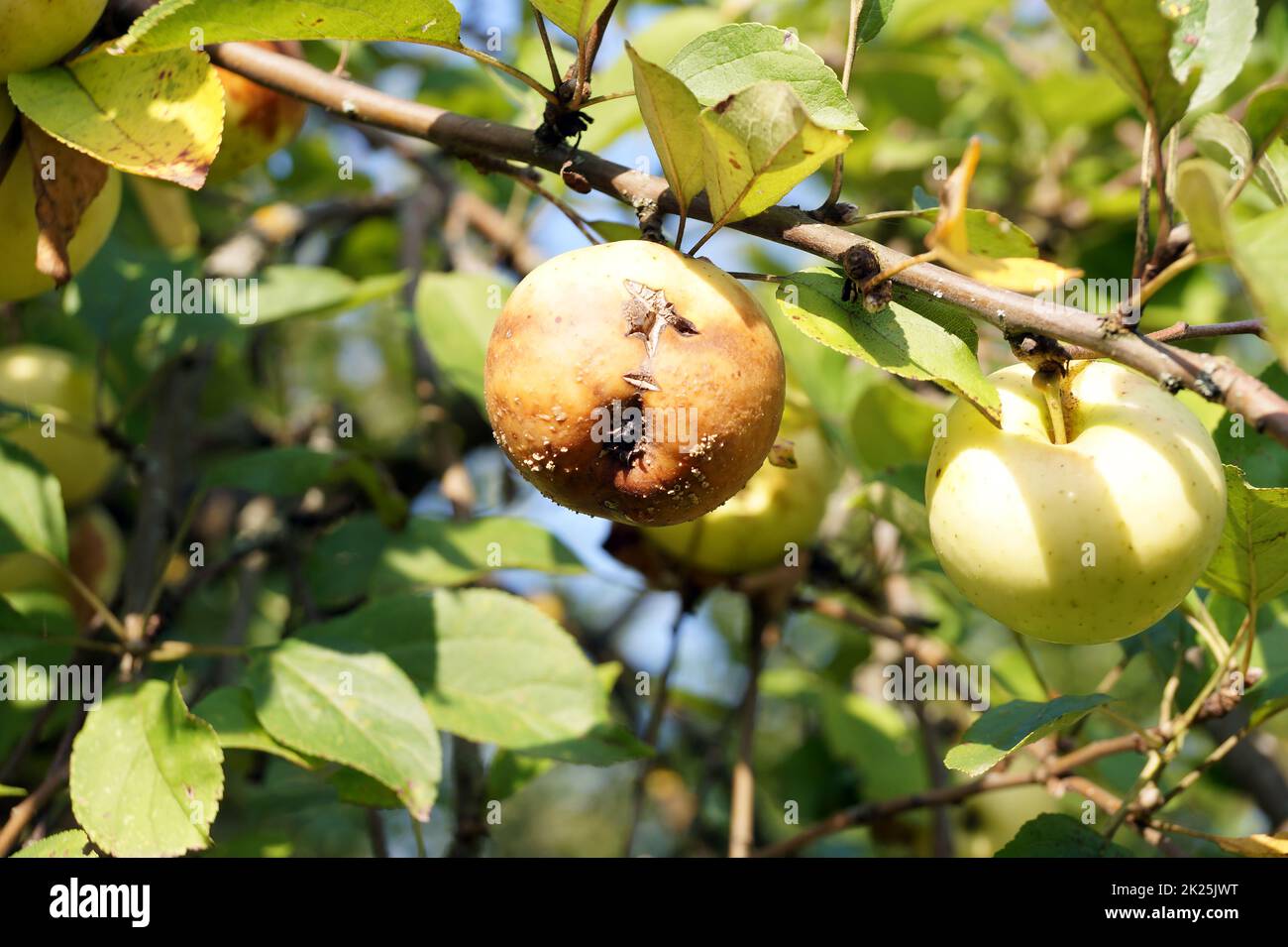 Mela marcio su un ramo di albero Foto Stock