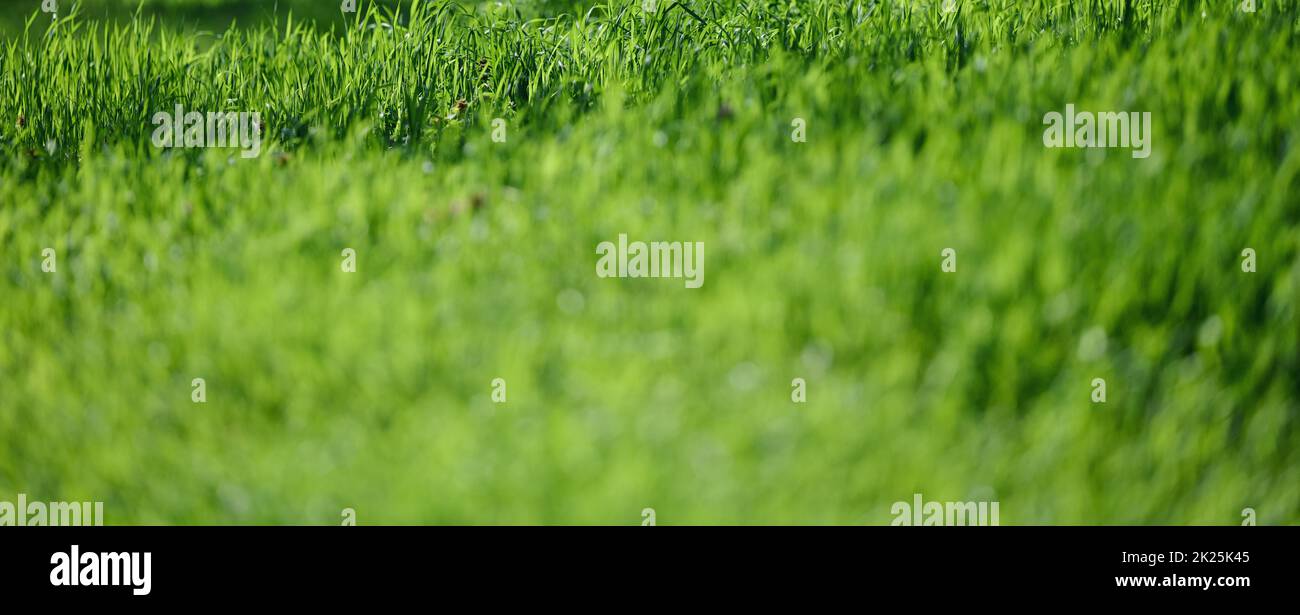 prato con verde erba lussureggiante nel parco in una giornata di primavera, banne Foto Stock