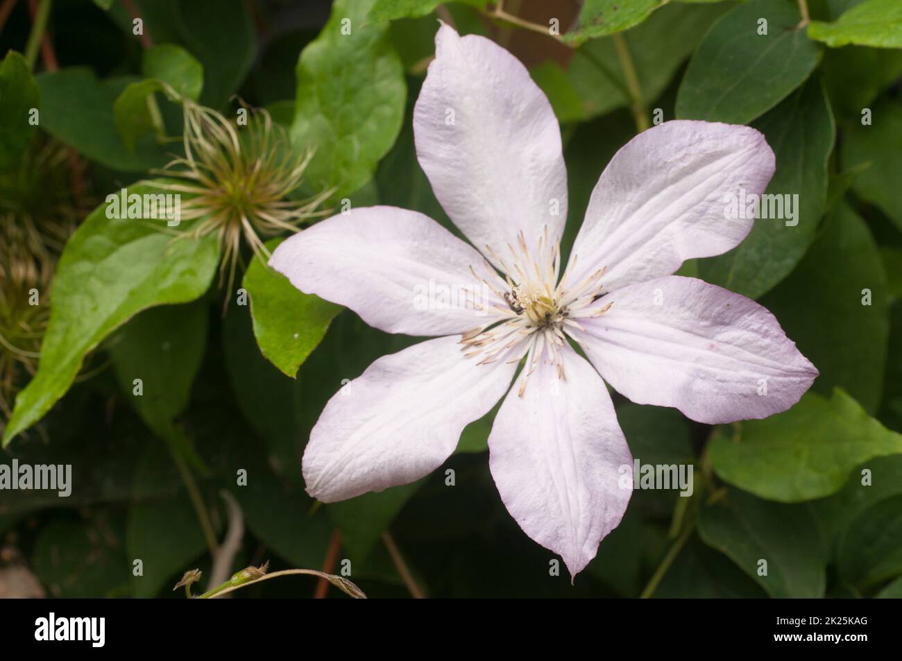 Clematis fiore in giardino, macro shot, focus locale Foto Stock