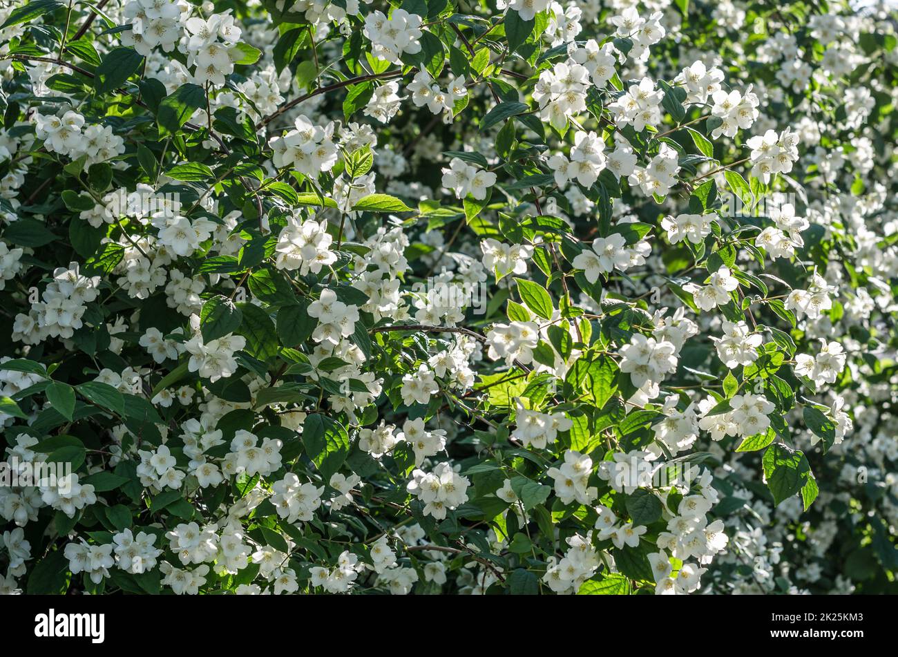 Fiori bianchi profumati in fiore, paesaggio estivo Foto Stock