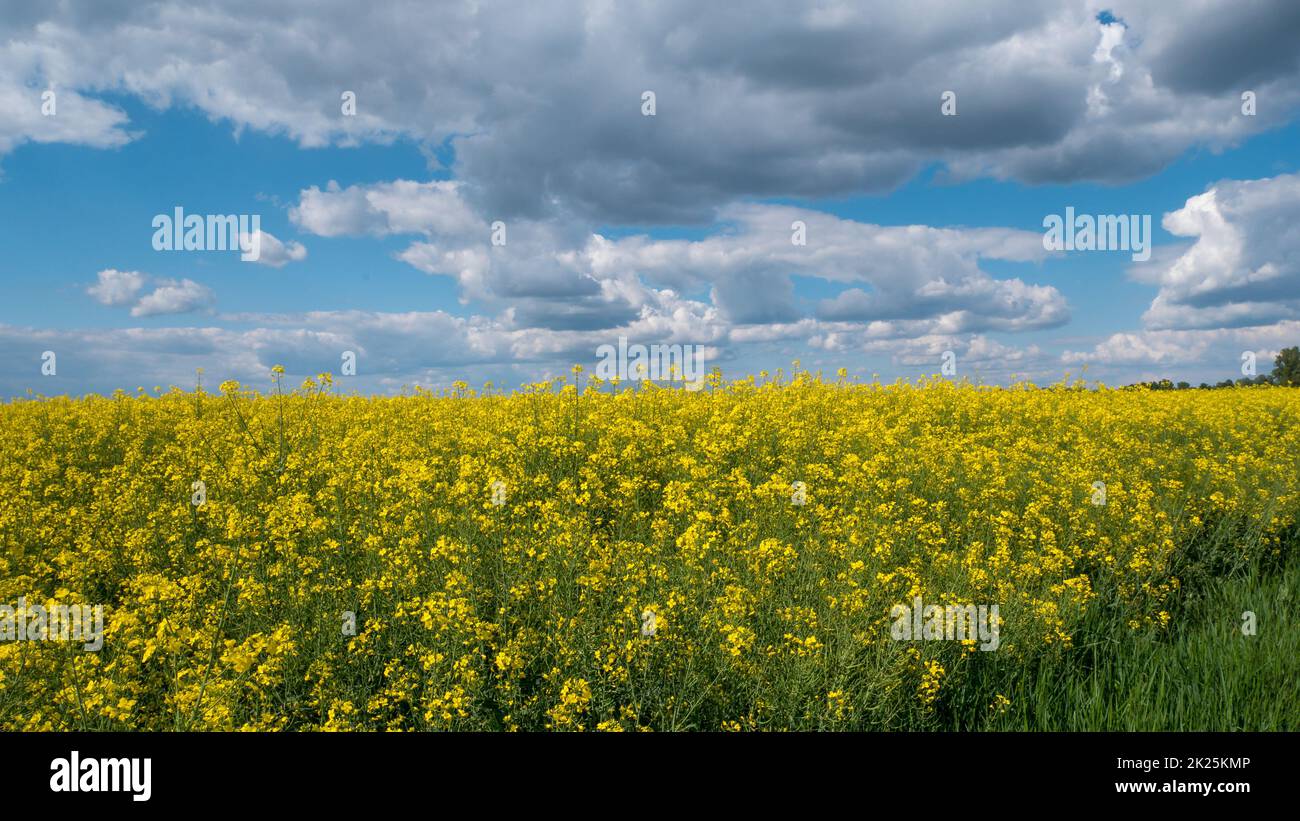 Vasto campo con fiori gialli e cielo nuvoloso Foto Stock