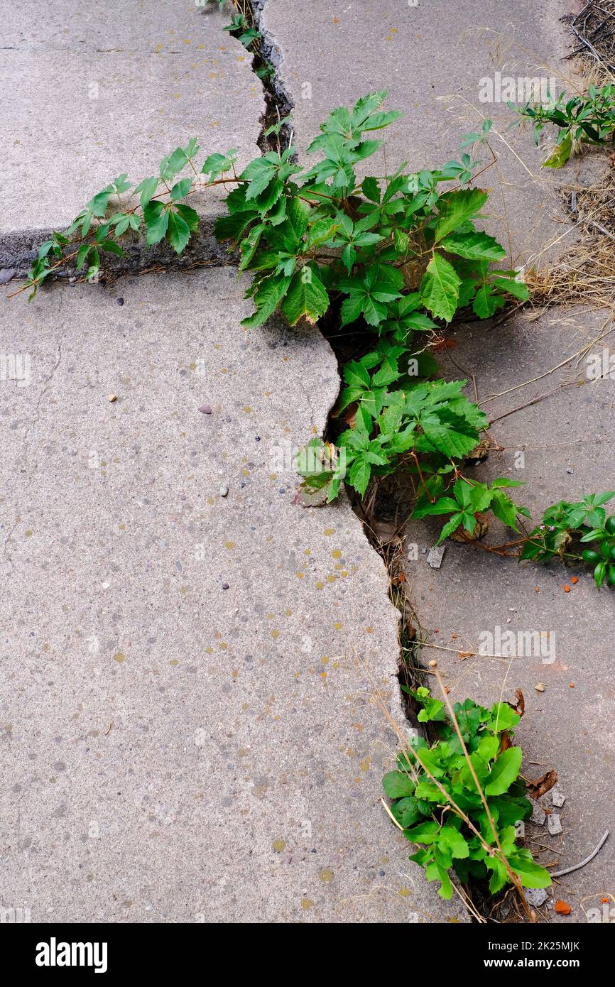 Marciapiede di cemento fessurato con molte erbacce verdi che crescono in grandi crepe Foto Stock
