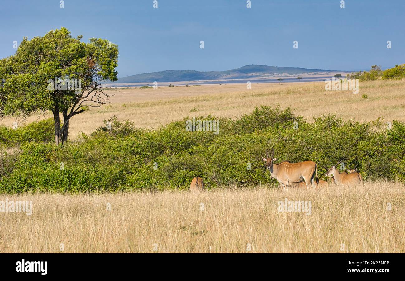 Antilopi di Eland, orice di Taurotragus, nel paesaggio della Riserva Nazionale di Maasai Mara in Kenya. Foto Stock