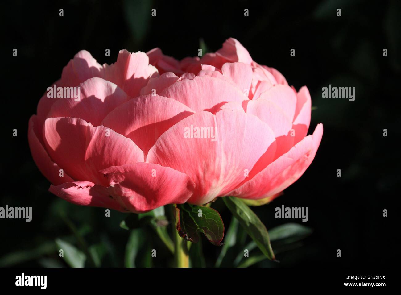 Fiore peonia basso tasto Foto Stock