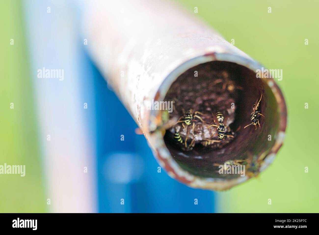 WASP nidificano in un tubo Foto Stock